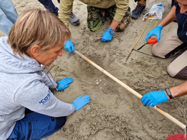 Nido di tartaruga Caretta caretta ad Alassio Ispezione su nido di tartaruga Caretta caretta ad Alassio
