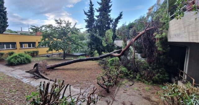 albero scuola viale b. brea