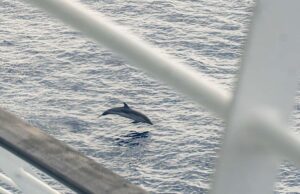 Avvistate 29 balenottere in un solo viaggio di Corsica Sardinia Ferries Avvistate 29 balenottere in un solo viaggio di Corsica Sardinia Ferries
