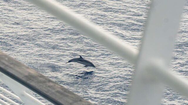 Avvistate 29 balenottere in un solo viaggio di Corsica Sardinia Ferries Avvistate 29 balenottere in un solo viaggio di Corsica Sardinia Ferries
