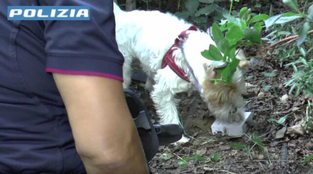 Sampierdarena, agente Leone trova droga nascosta in giardini Fiumara Sampierdarena, agente Leone trova droga nascosta in giardini Fiumara