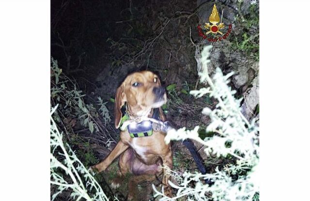 Orco Feglino, cane finisce in un dirupo: salvato dai Vigili del fuoco Orco Feglino, cane finisce in un dirupo: salvato dai Vigili del fuoco