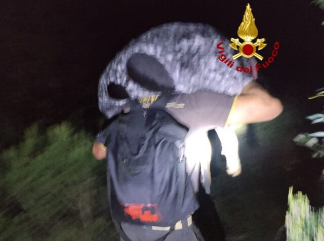 I Vigili del fuoco salvano cane scomparso sul Righi I Vigili del fuoco salvano cane scomparso sul Righi