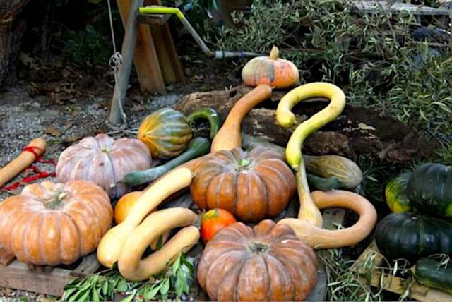La 38ª della Mostra di Murta dalla A... alla Zucca al via nel weekend La 38ª della Mostra di Murta dalla A... alla Zucca al via nel weekend