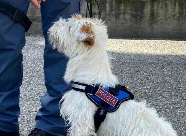 cane anti droga leone Controlli ai giardini della Fiumara: un arrestato e due denunciati