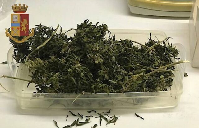 Pegli, coltiva piante di marijuana in casa: 52enne denunciato Pegli, coltiva piante di marijuana in casa: 52enne denunciato