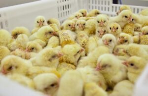 Animal Equality protesta: stop all’uccisione dei pulcini maschi nell’industria delle uova Animal Equality protesta: stop all’uccisione dei pulcini maschi nell’industria delle uova