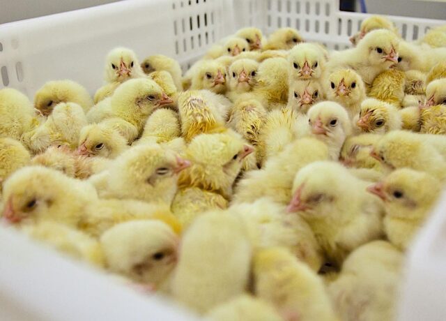 Animal Equality protesta: stop all’uccisione dei pulcini maschi nell’industria delle uova Animal Equality protesta: stop all’uccisione dei pulcini maschi nell’industria delle uova