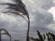 Vento forte a Genova, decine di interventi nella notte: palme, gazebo e semafori messi in sicurezza Vento forte a Genova, decine di interventi nella notte: palme, gazebo e semafori messi in sicurezza