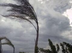 Vento forte a Genova, decine di interventi nella notte: palme, gazebo e semafori messi in sicurezza Vento forte a Genova, decine di interventi nella notte: palme, gazebo e semafori messi in sicurezza
