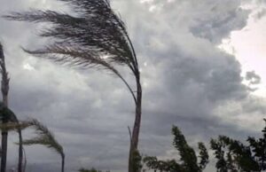 Vento forte a Genova, decine di interventi nella notte: palme, gazebo e semafori messi in sicurezza Vento forte a Genova, decine di interventi nella notte: palme, gazebo e semafori messi in sicurezza