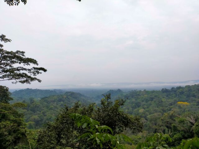 Al Museo Doria - Piante e frutti dall'Amazzonia ecuadoriana 16 gennaio 2025 Al Museo Doria - Piante e frutti dall'Amazzonia ecuadoriana 16 gennaio 2025
