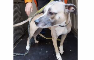 Polizia Locale e Vigili del Fuoco salvano cane in vico Vegetti Polizia Locale e Vigili del Fuoco salvano cane in vico Vegetti