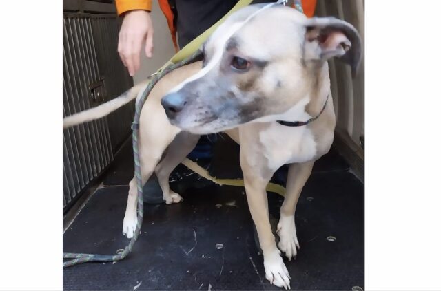 Polizia Locale e Vigili del Fuoco salvano cane in vico Vegetti Polizia Locale e Vigili del Fuoco salvano cane in vico Vegetti