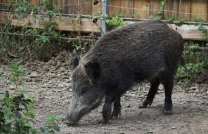 La LEAL contro l’abbattimento dei cinghiali nel Parco dell’Aveto
