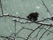 Giorni della Merla, tra racconti popolari e clima reale Giorni della Merla, tra racconti popolari e clima reale