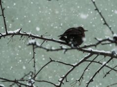 Giorni della Merla, tra racconti popolari e clima reale Giorni della Merla, tra racconti popolari e clima reale