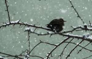 I Giorni della Merla: storia, leggende e realtà meteorologica I Giorni della Merla: storia, leggende e realtà meteorologica