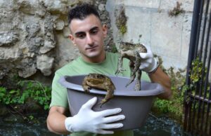 Biodiversità: salvati rospi intrappolati in una presa d’acqua Biodiversità: salvati rospi intrappolati in una presa d'acqua