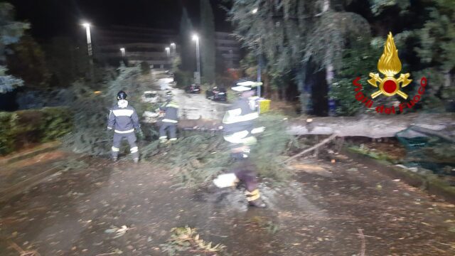 Chiavari, cade albero: l’intervento dei Vigili del Fuoco Chiavari, cade albero: l’intervento dei Vigili del Fuoco