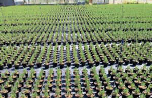 Cia Savona: Aromatiche e piante in vaso salvano ancora il settore floricolo Cia Savona: "Aromatiche e piante in vaso salvano ancora il settore floricolo"