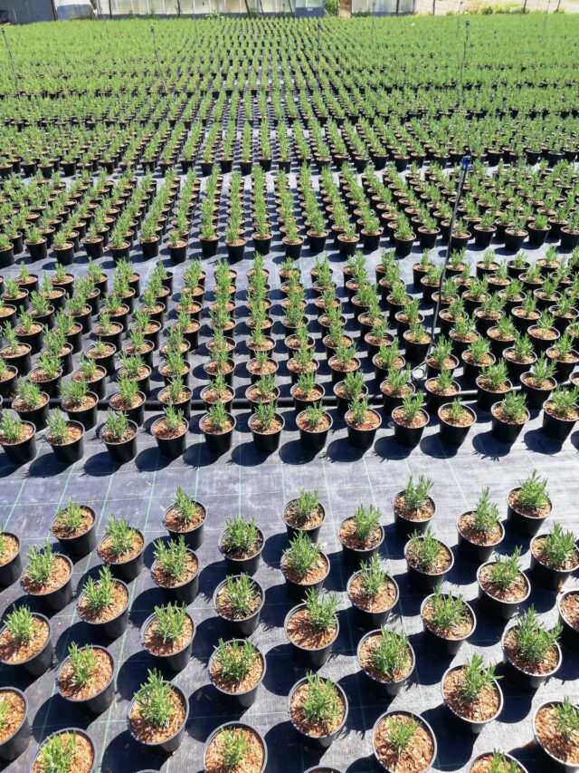 Cia Savona: "Aromatiche e piante in vaso salvano ancora il settore floricolo"