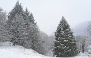 Una domenica sull’Appenino Ligure alla scoperta delle neve Una domenica sull'Appenino Ligure alla scoperta delle neve