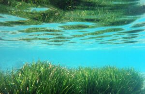 Presentato oggi a Laigueglia il progetto BRAIN – Blue Restoration Presentato oggi a Laigueglia il progetto BRAIN - Blue Restoration