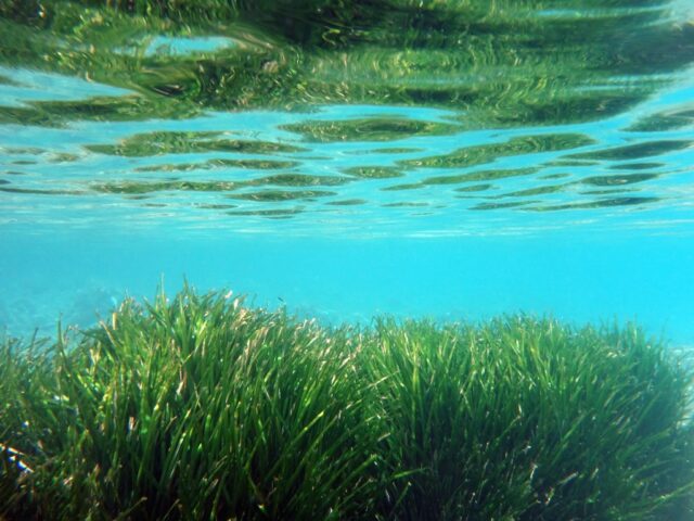 Presentato oggi a Laigueglia il progetto BRAIN - Blue Restoration