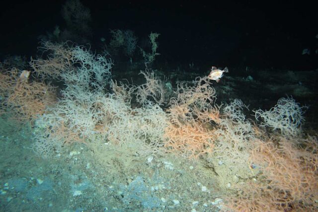 Al Museo G. Doria si parla di Biodiversità nel Mar Ligure Profondo Al Museo G. Doria si parla di Biodiversità nel Mar Ligure Profondo