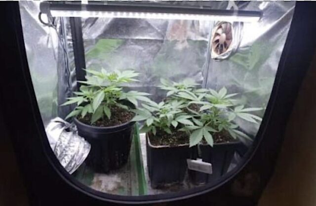 Sestri Ponente, la Polizia interviene per una lite e trova la cannabis Sestri Ponente, la Polizia interviene per una lite e trova la cannabis