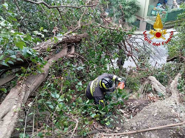 vvf taglio rami alberi pericolanti bolzaneto Bolzaneto, alberi pericolanti rimossi dai Vigili del Fuoco