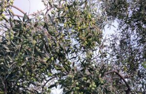 Coldiretti Liguria: L’olio Evo alleato della salute Coldiretti Liguria L'olio Evo alleato della salute, ricco di proprietà, simbolo della Dieta Mediterranea e candidato a patrimonio dell’Unesco