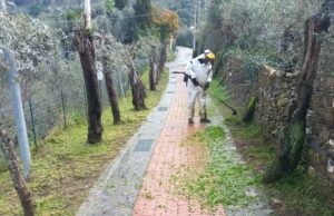 Comune di Recco, continuano le operazioni di sfalcio su strade pedonali Comune di Recco, continuano le operazioni di sfalcio su strade pedonali