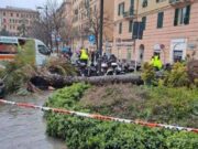 Perito: palma che uccise donna alla Foce aveva radici marce. I 12 indagati nei guai