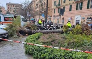 Perito: palma che uccise donna alla Foce aveva radici marce. I 12 indagati nei guai