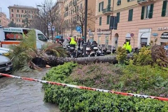 Perito: palma che uccise donna alla Foce aveva radici marce. I 12 indagati nei guai