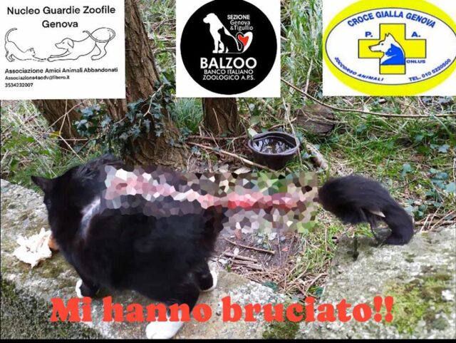 Aiutiamo a fare giustizia, chi sa parli! Gatta bruciata viva salvata dai volontari Aiutiamo a fare giustizia, chi sa parli! Gatta bruciata viva salvata dai volontari