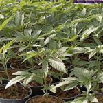 Gdf scopre maxi traffico internazionale di droga scoperto