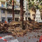 Fronde delle palme. Maltempo nel savonese, alcuni interventi dei Vigili del Fuoco