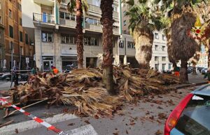 Maltempo nel savonese, alcuni interventi dei Vigili del Fuoco Fronde delle palme. Maltempo nel savonese, alcuni interventi dei Vigili del Fuoco