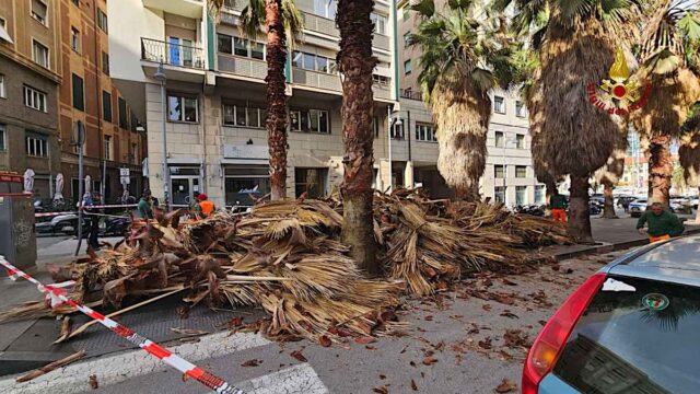 vvf intervento palme Fronde delle palme. Maltempo nel savonese, alcuni interventi dei Vigili del Fuoco