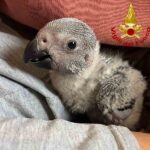 I Vigili del Fuoco in soccorso di un pappagallo cenerino