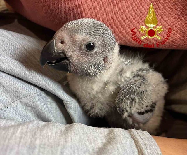 I Vigili del Fuoco in soccorso di un pappagallo cenerino