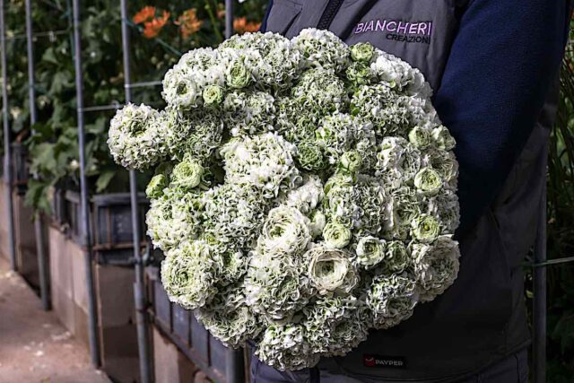 Giannina x Gaslini Euroflora 2025: l’Istituto Gaslini presenta il ranuncolo “Giannina”