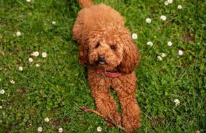 Cosa sapere prima di comprare un Barboncino Toy: i suggerimenti dell’allevatore Cosa sapere prima di comprare un Barboncino Toy: i suggerimenti dell'allevatore