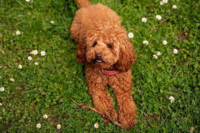 allevamento barboncino Toy Cosa sapere prima di comprare un Barboncino Toy: i suggerimenti dell'allevatore