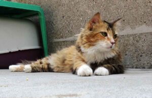 Benessere animale, Rossi e Russo (Lega): Rilanciamo il nostro impegno