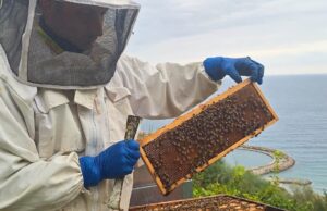 Giornata Mondiale delle Api 2025: Coldiretti Liguria invita a scegliere miele italiano Giornata Mondiale delle Api 2025: Coldiretti Liguria invita a scegliere miele italiano