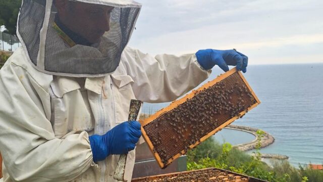 Giornata Mondiale delle Api 2025: Coldiretti Liguria invita a scegliere miele italiano